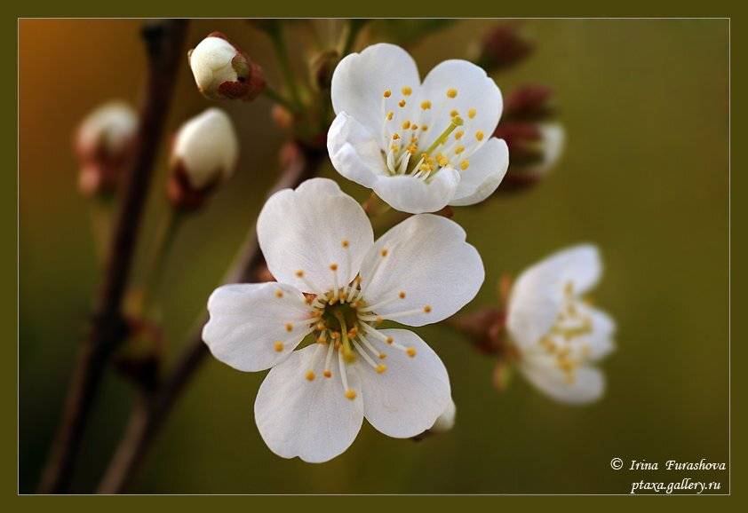 весна, ветение,вишня, Ирина