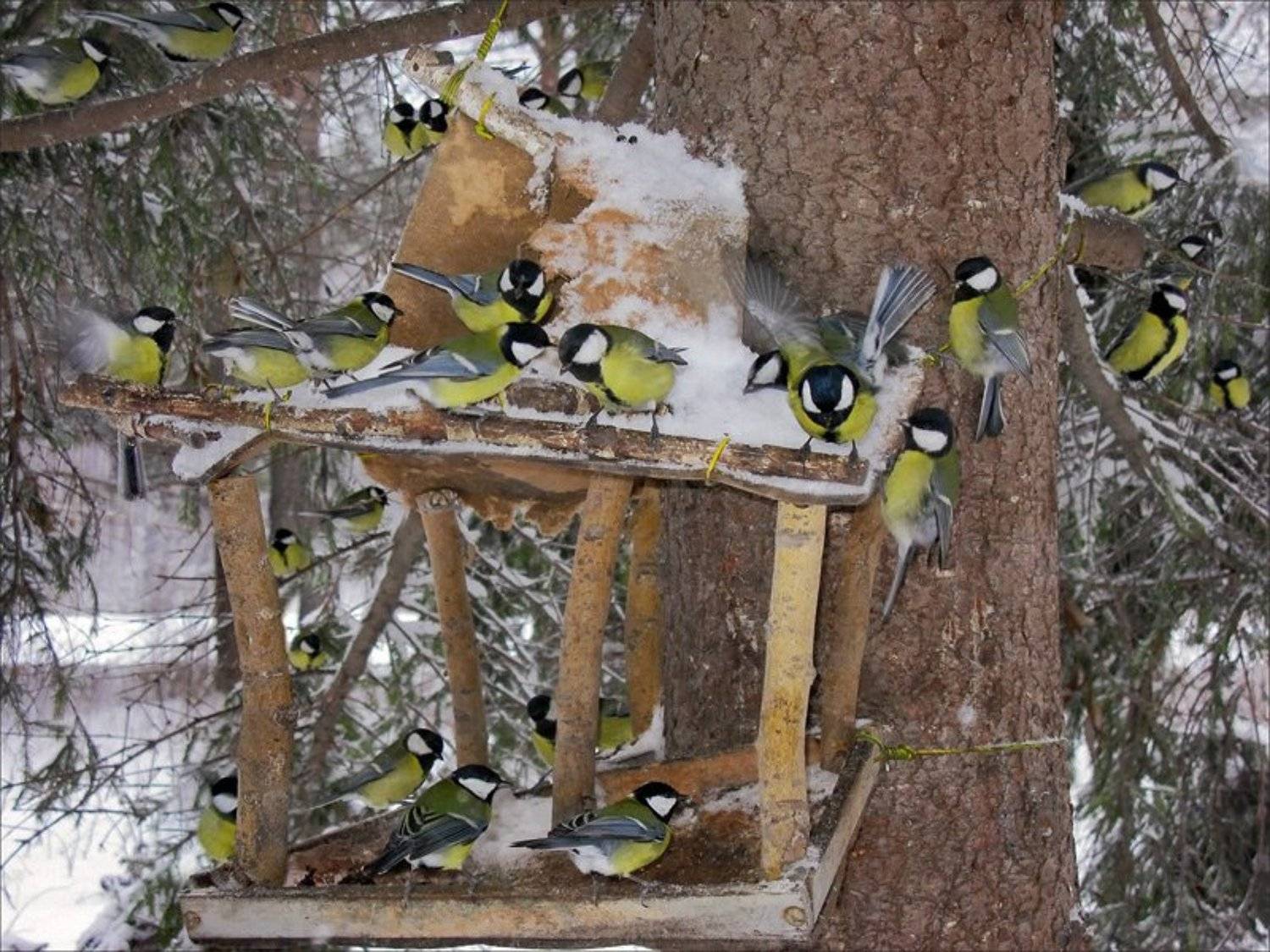 , Pashis Пашис Андрей