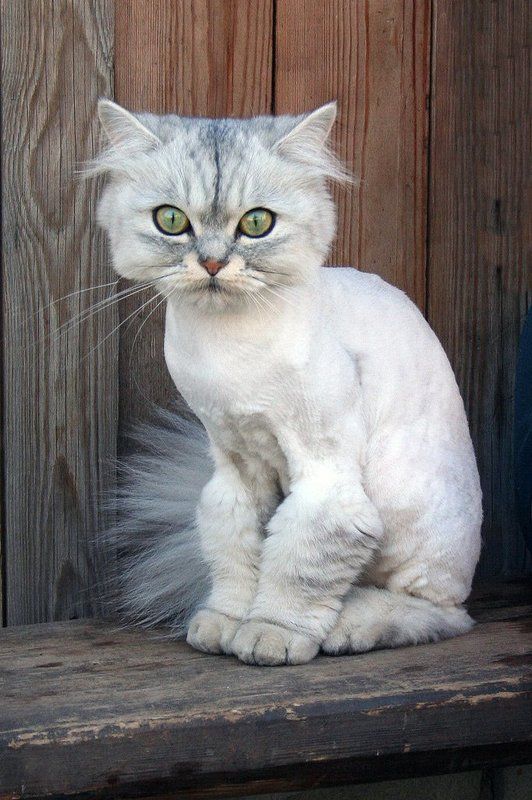 кошка Обрили, на улицу стыдно выйти! фото превью