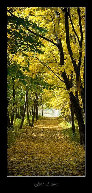 gold autumn фото превью