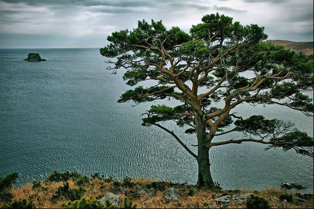 гамова, витязь, море, сосна, hdr, Дмитрий Корнилов