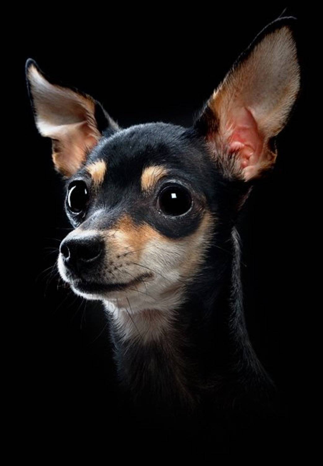 собака, уши, вгляд, Павел Круглик