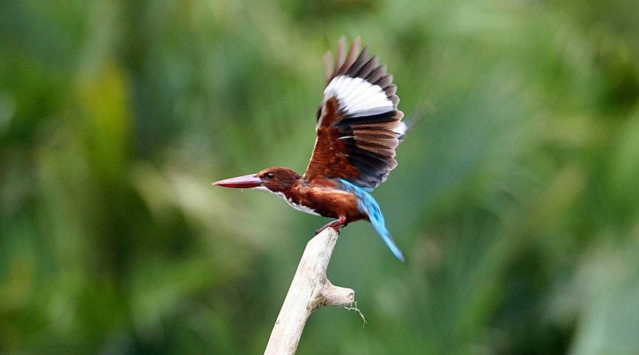, Александр Цабель