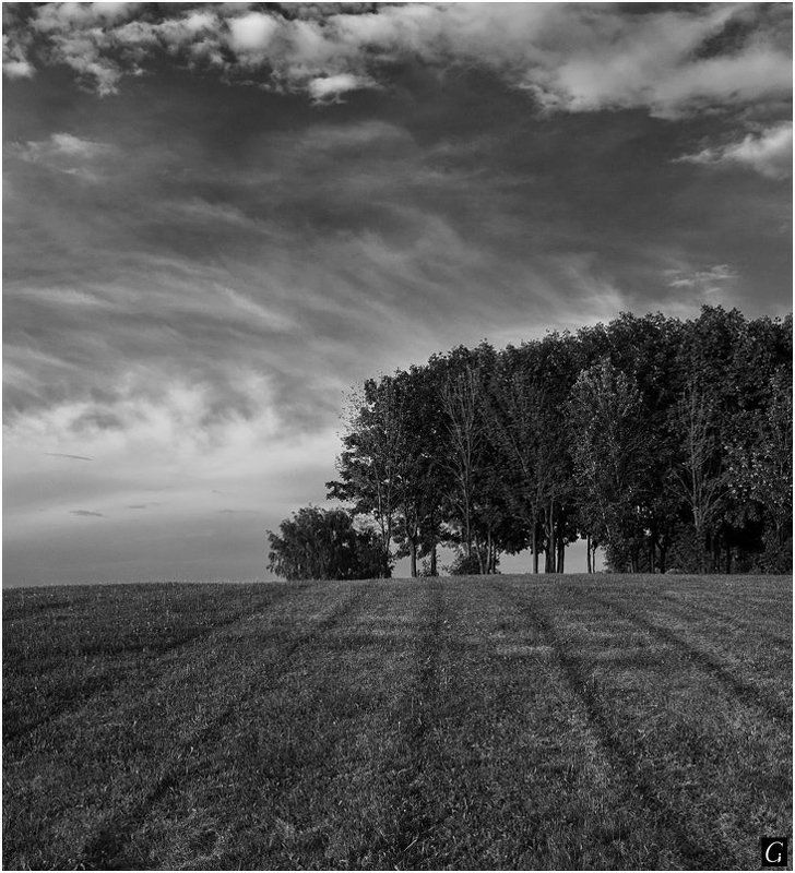 лето, чб, парк, царицыно, москва Летняя чб пейзажная фото превью