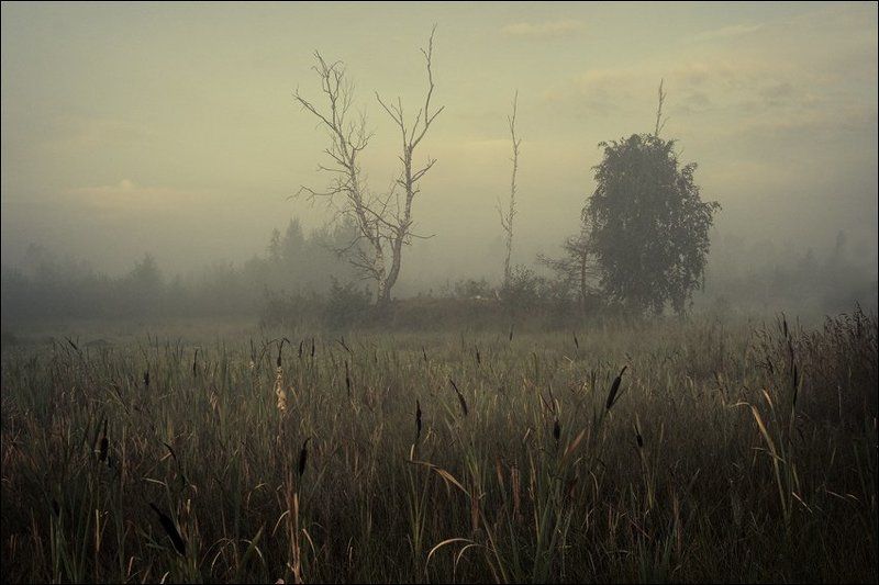 Слегка цветная весенняя утренняя картинка с камышом перед островком на болоте фото превью