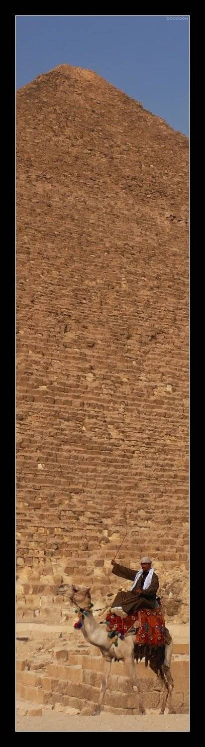 египет,пирамида,верблюд, Алексей (zooooom)