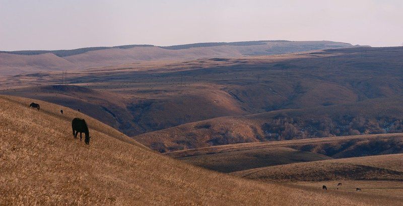 кисловодск, джинальский хребет, большое седло, дикие кони Ходють кони фото превью