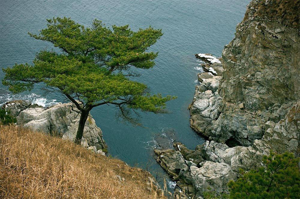 гамова, витязь, море, сосна, скалы, Дмитрий Корнилов