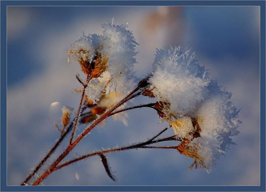 цветы,иней, Солодухин Виктор