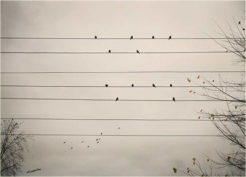 Осенняя мелодия... фото превью