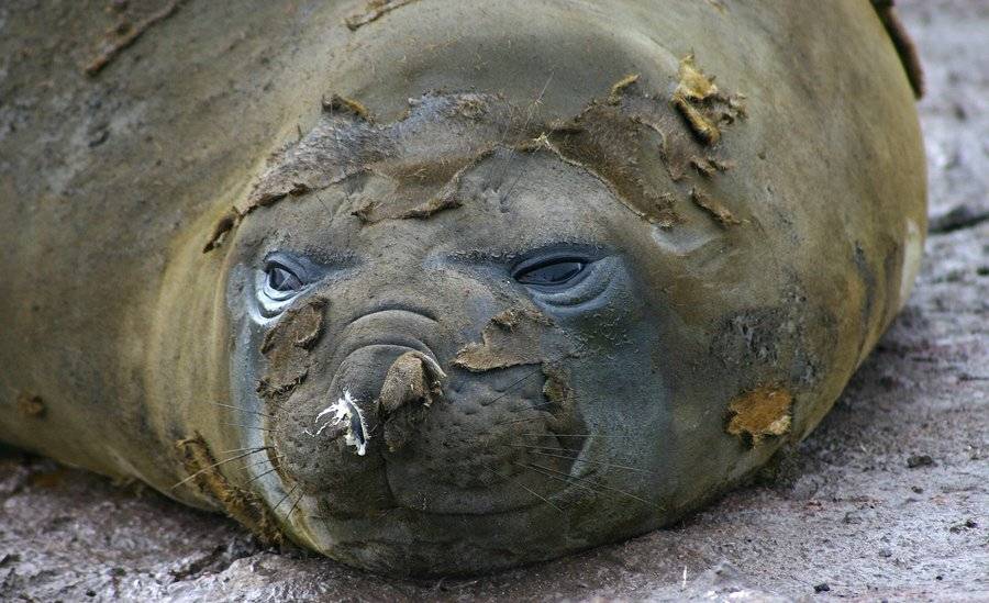 , Николай Шелепов