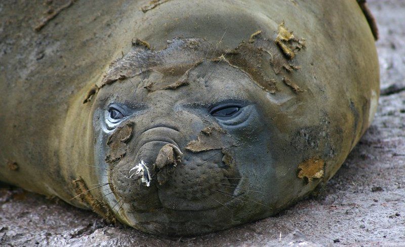 Морская слониха фото превью