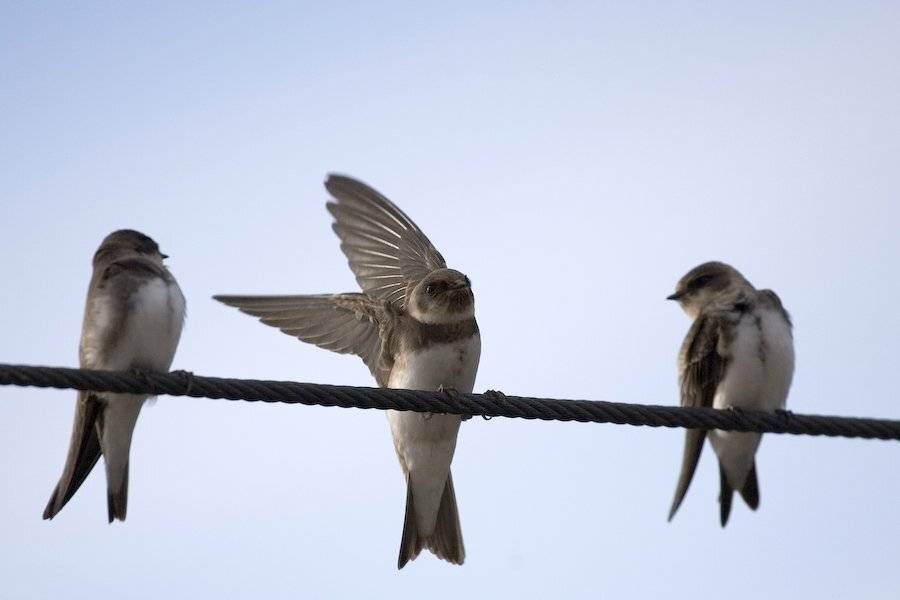 , Николай Шелепов