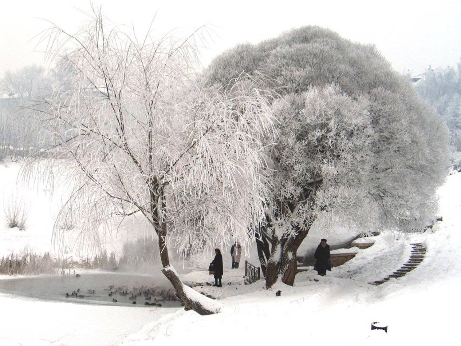 зима, утки, холод, Клековкин Александр