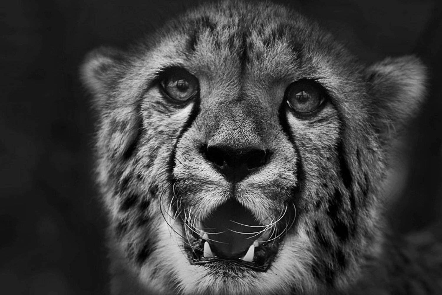 зверь, Ольга Новикова