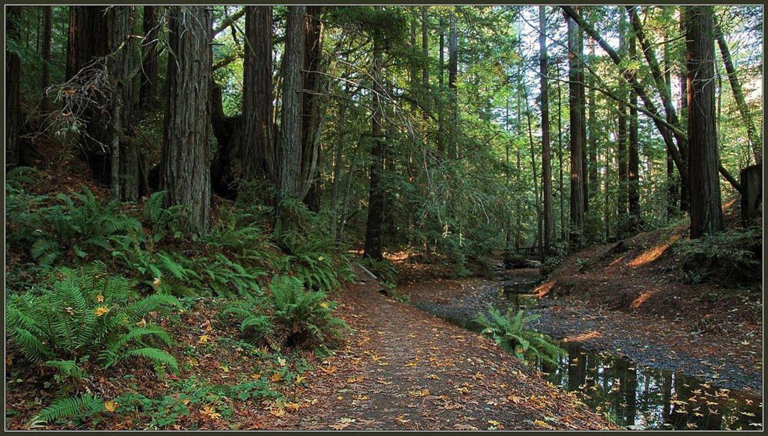 редвуды, ручей, осень, калифорния, лес, тропа, Евгений Иванюшенко