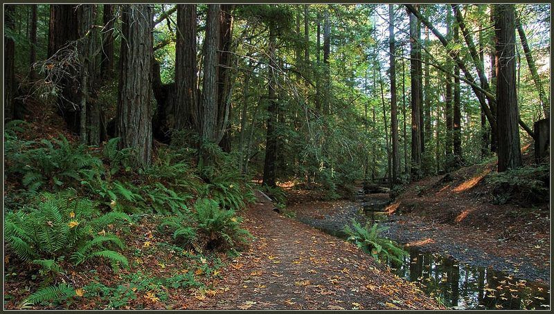 редвуды, ручей, осень, калифорния, лес, тропа  фото превью