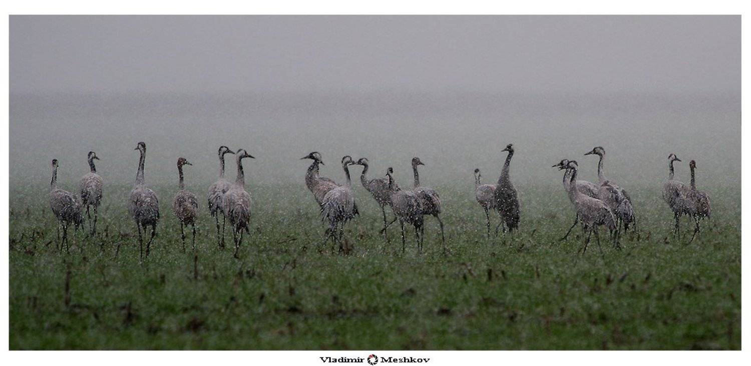 , Владимир Мешков