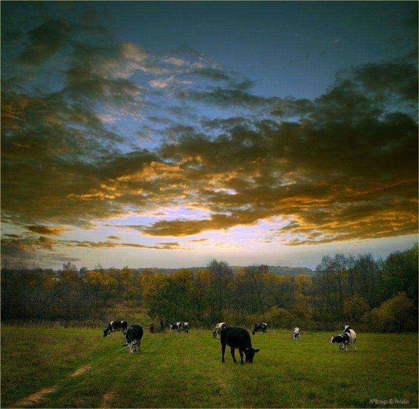 деревня, вечер, стадо, коровки, Виктор Перякин