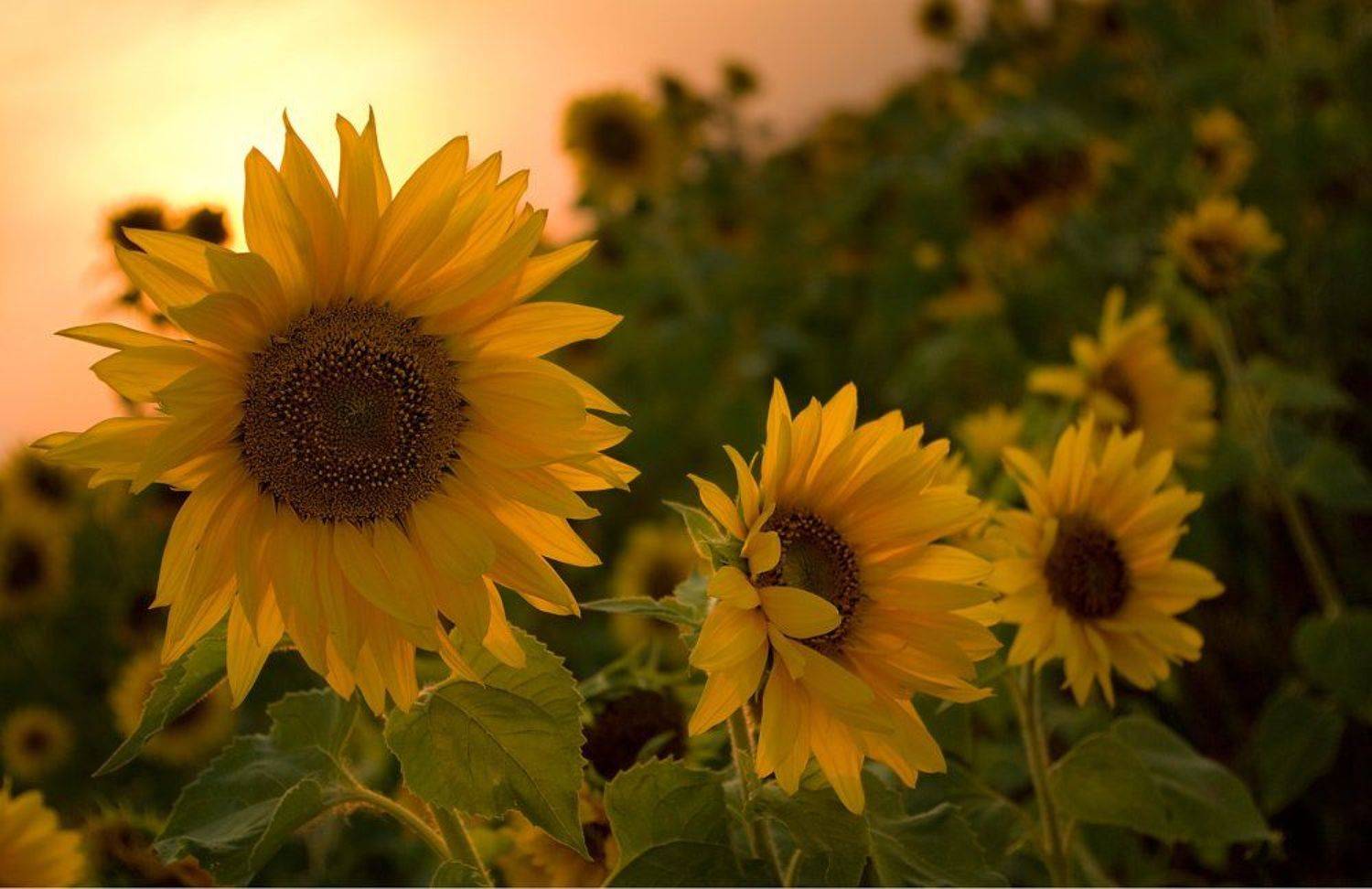 подсолнухи, закат, лето, Александр Дубовицкий