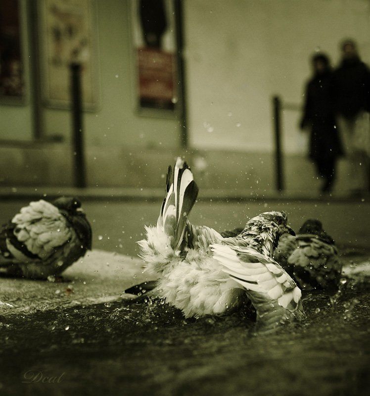 франция, париж, утро, купание, голуби, улица Утро Парижа фото превью