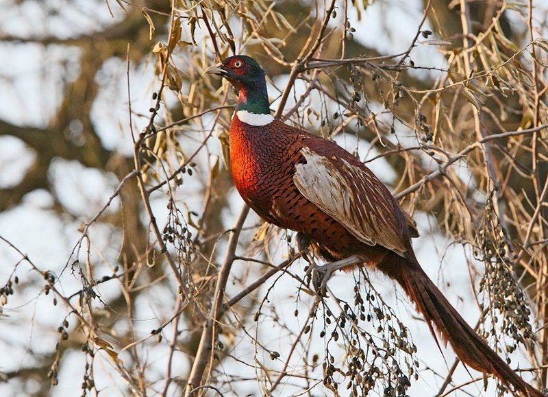 Верхолаз фото превью