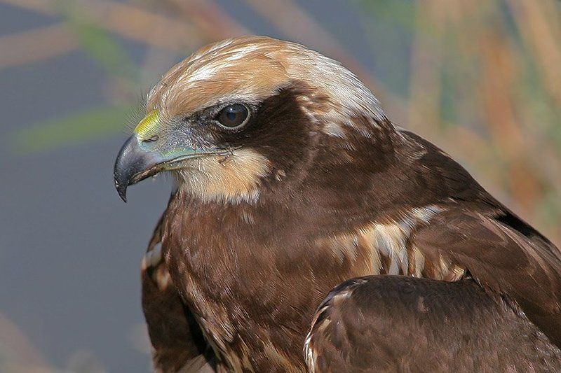 Портрет фото превью