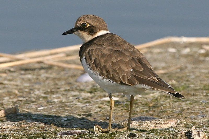 Пассажир фото превью