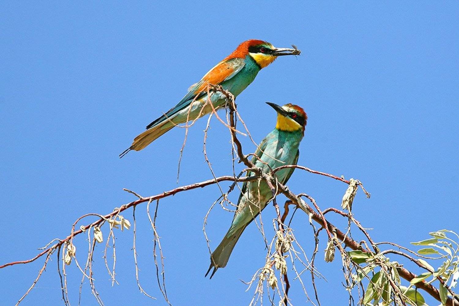 , Владимир Кучеренко