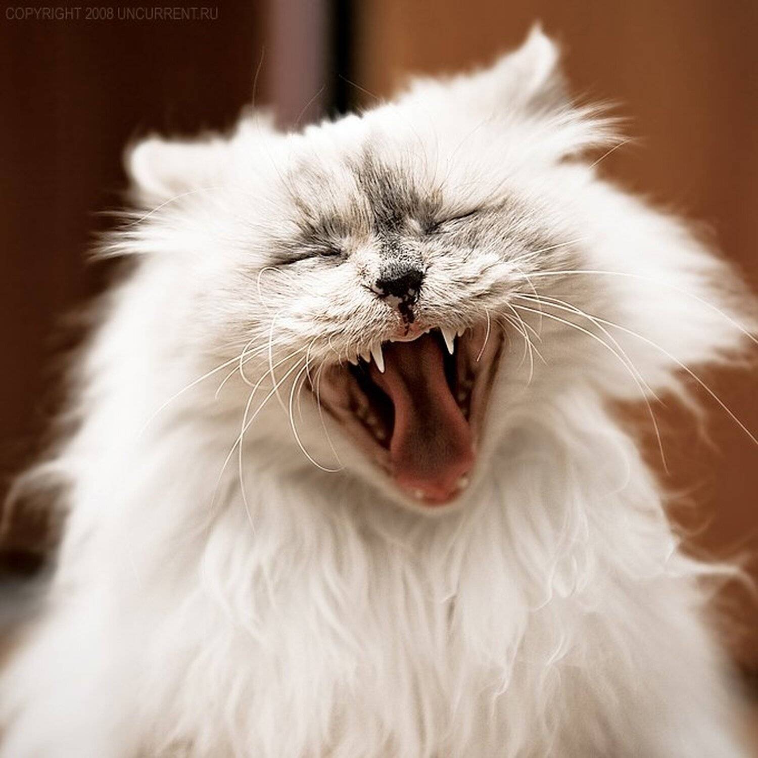 cat, fragola, sacred birman, uncurrent