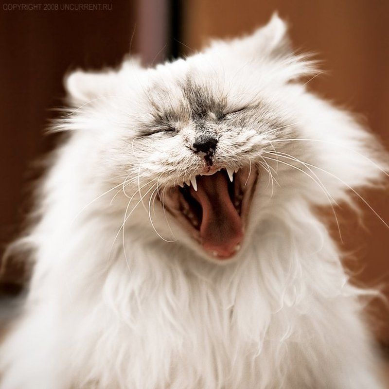 cat, fragola, sacred birman Wooow! фото превью