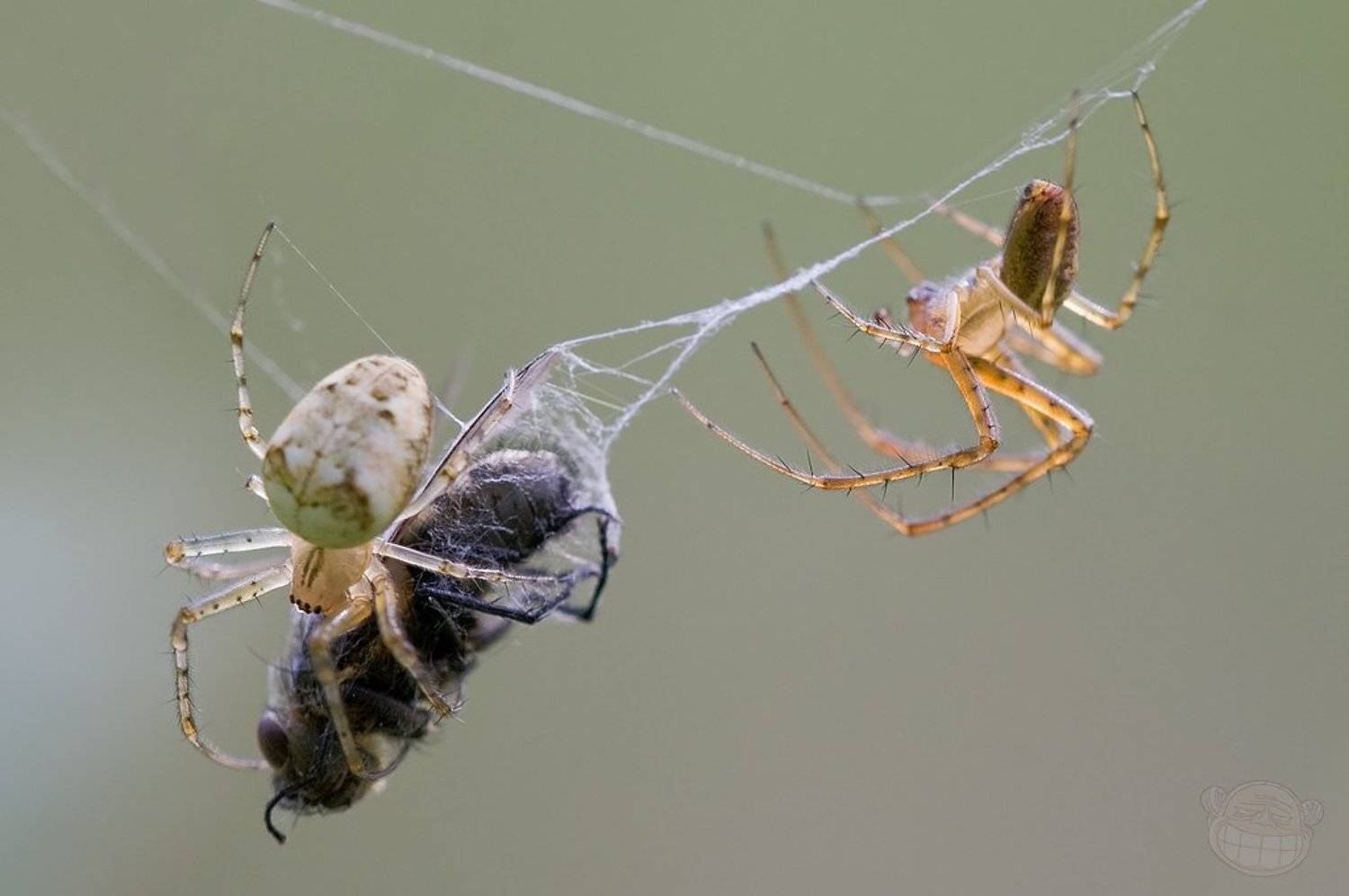 паук, spider, fly, муха, макро, macro, Amazon-san