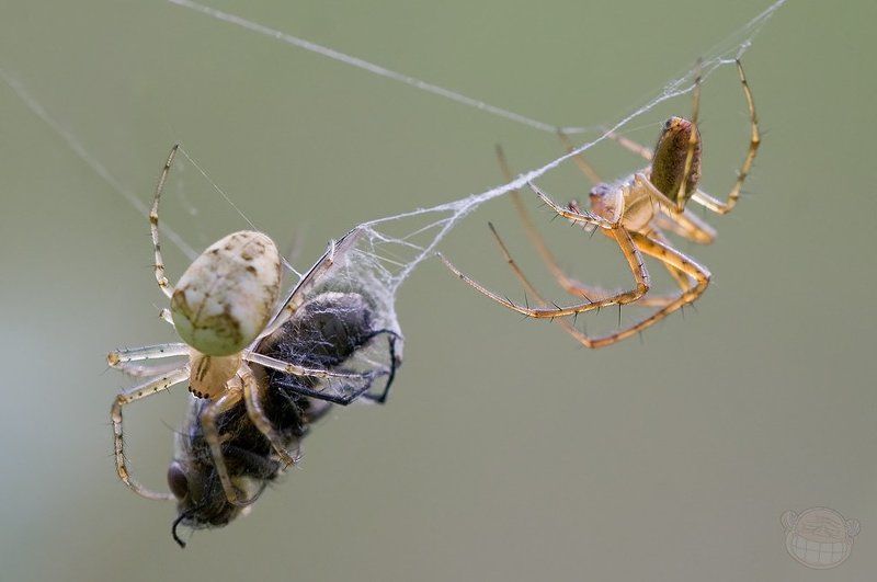 паук, spider, fly, муха, макро, macro А вот и обед принесли! фото превью