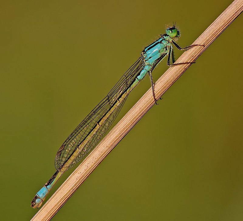 диагональ фото превью