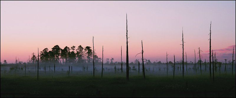 Белая ночь. Болотце. фото превью