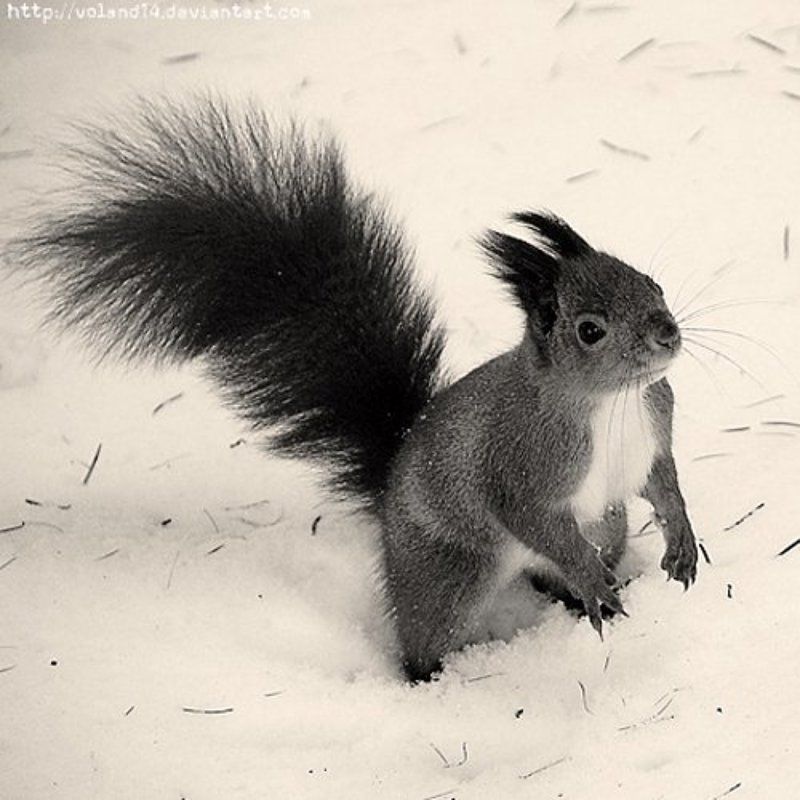 Белочка фото превью