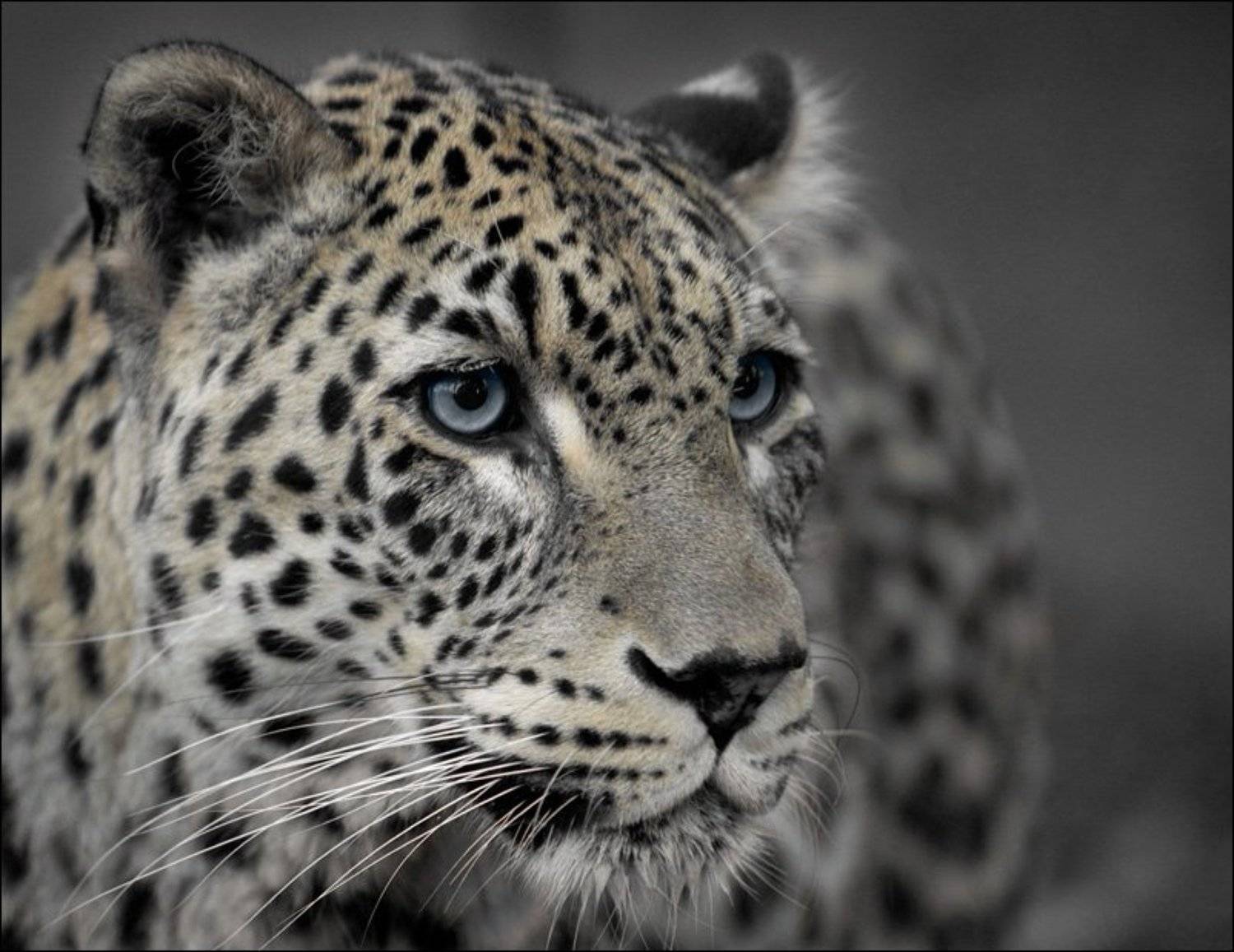 леопард, Ivan Donchenko