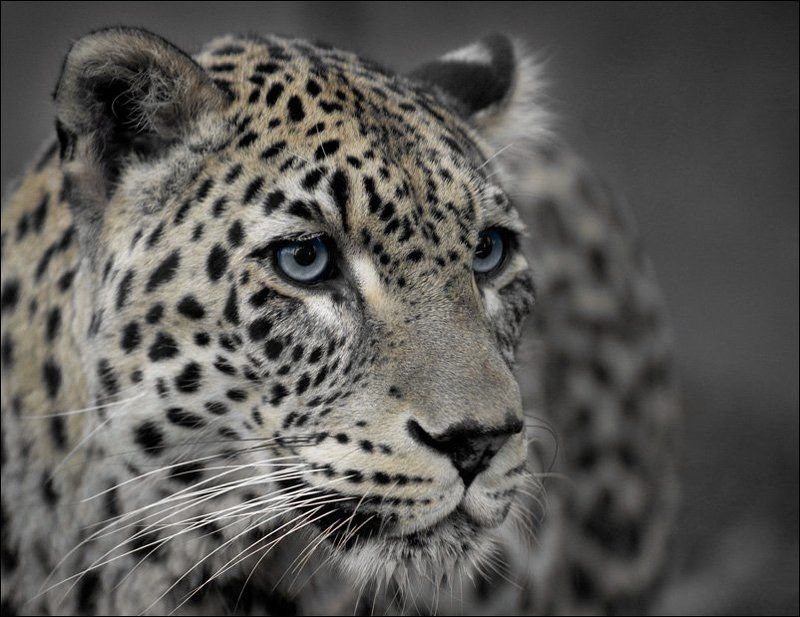 леопард чуткий фото превью