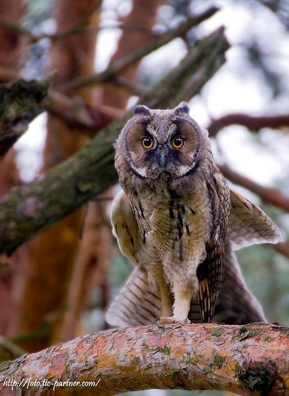 совёнок, ушастой, совы, Partner (Андрей Алексеев)