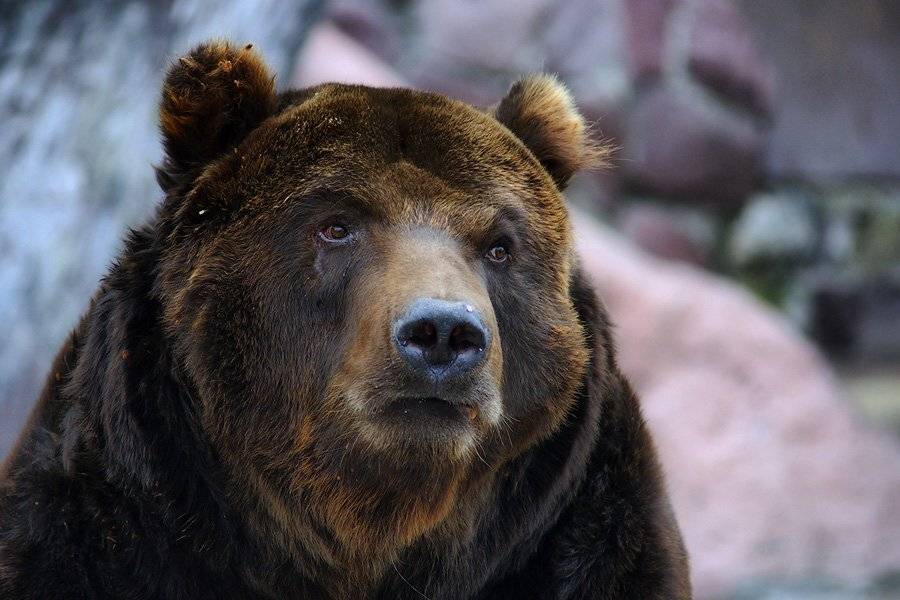 бурый, медведь., senjor