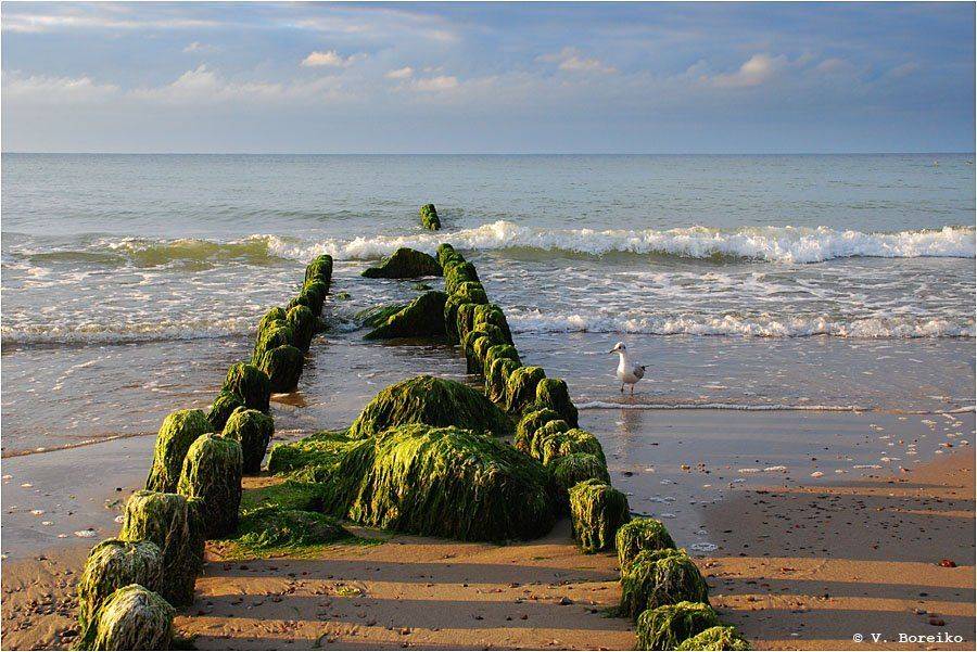 балтика, Вадько