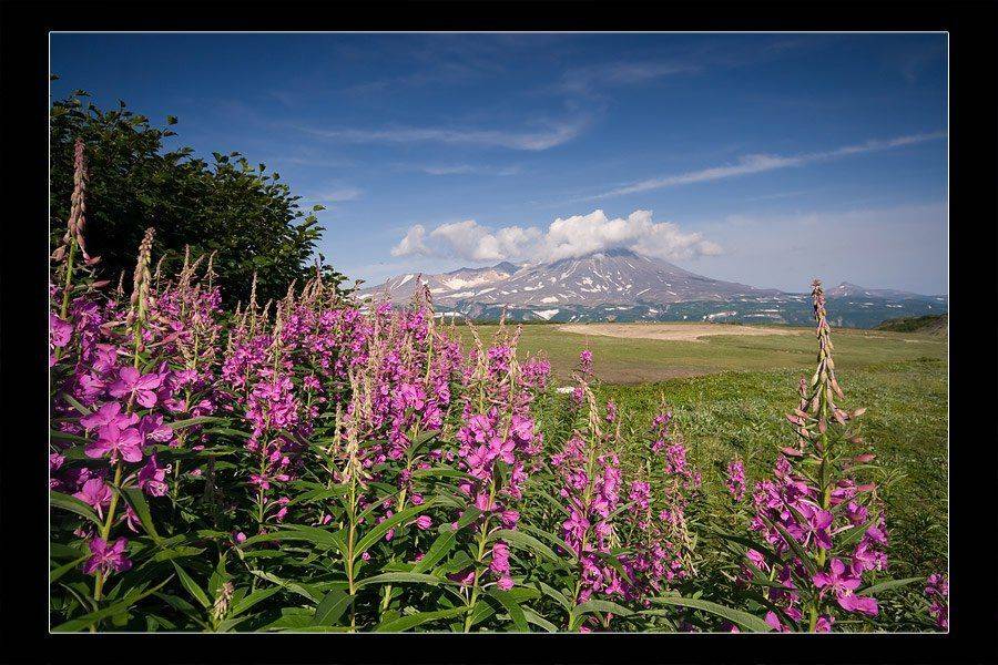 камчатка, цветы, вулкан, лето, Денис Будьков