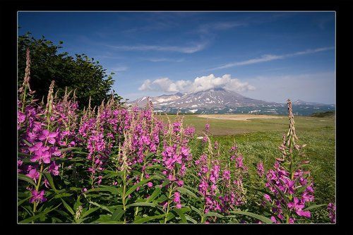 Цветы вулканов