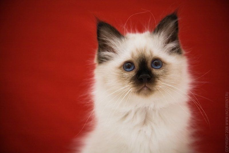 cat, klavdia, sacred birman RED&WHITE фото превью