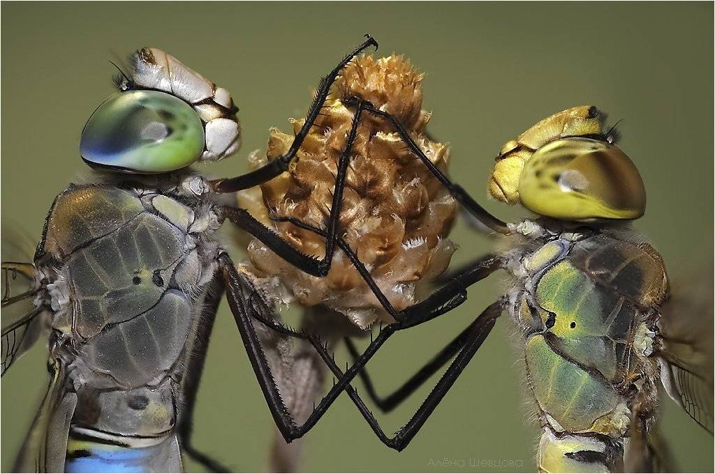 , Алена Шевцова