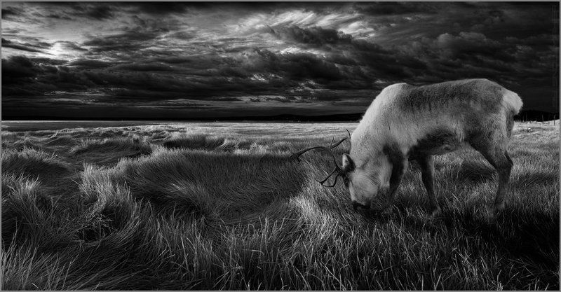 Про оленя. фото превью