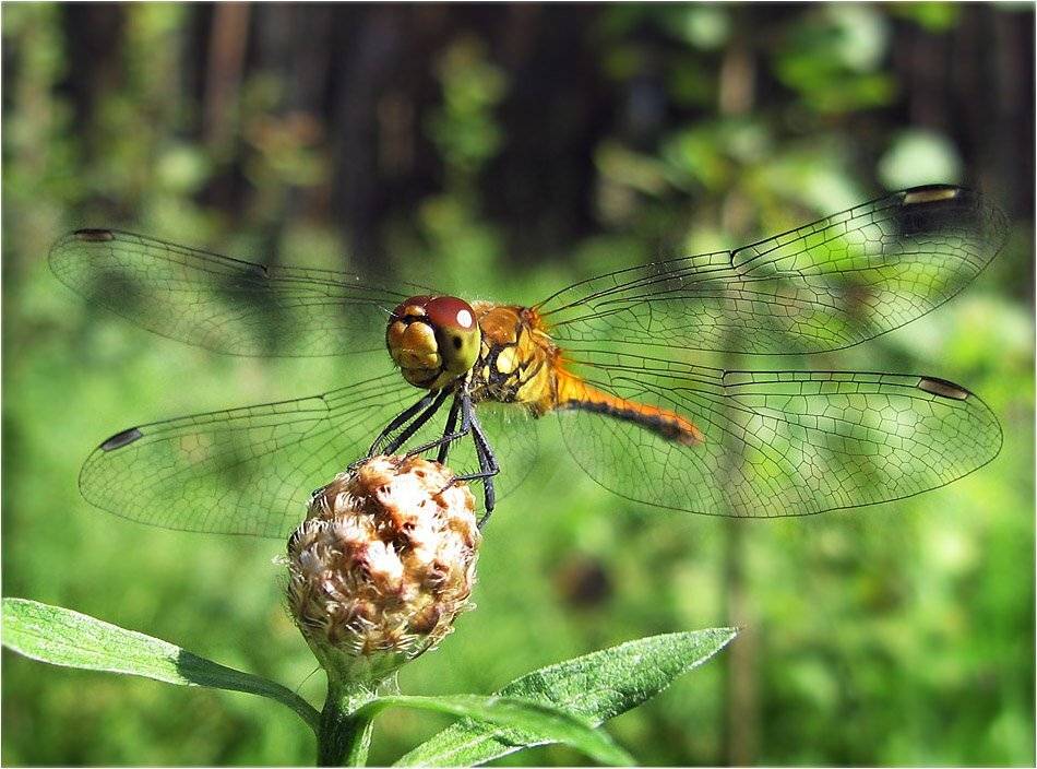 стрекоза, КарОл