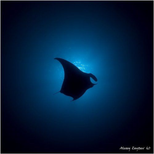 Манта в прицеле