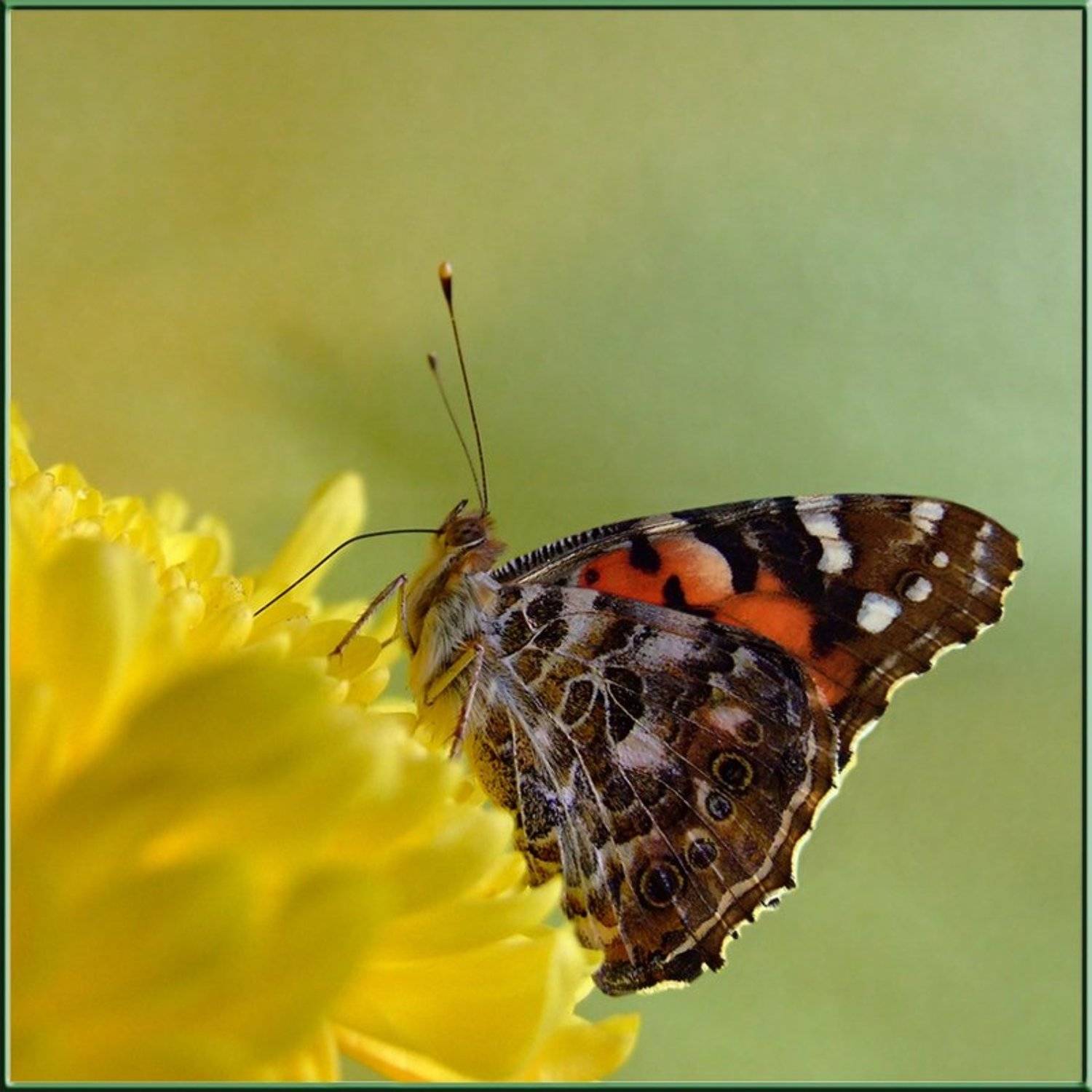 насекомые, макро, бабочки, Tatjana Nep