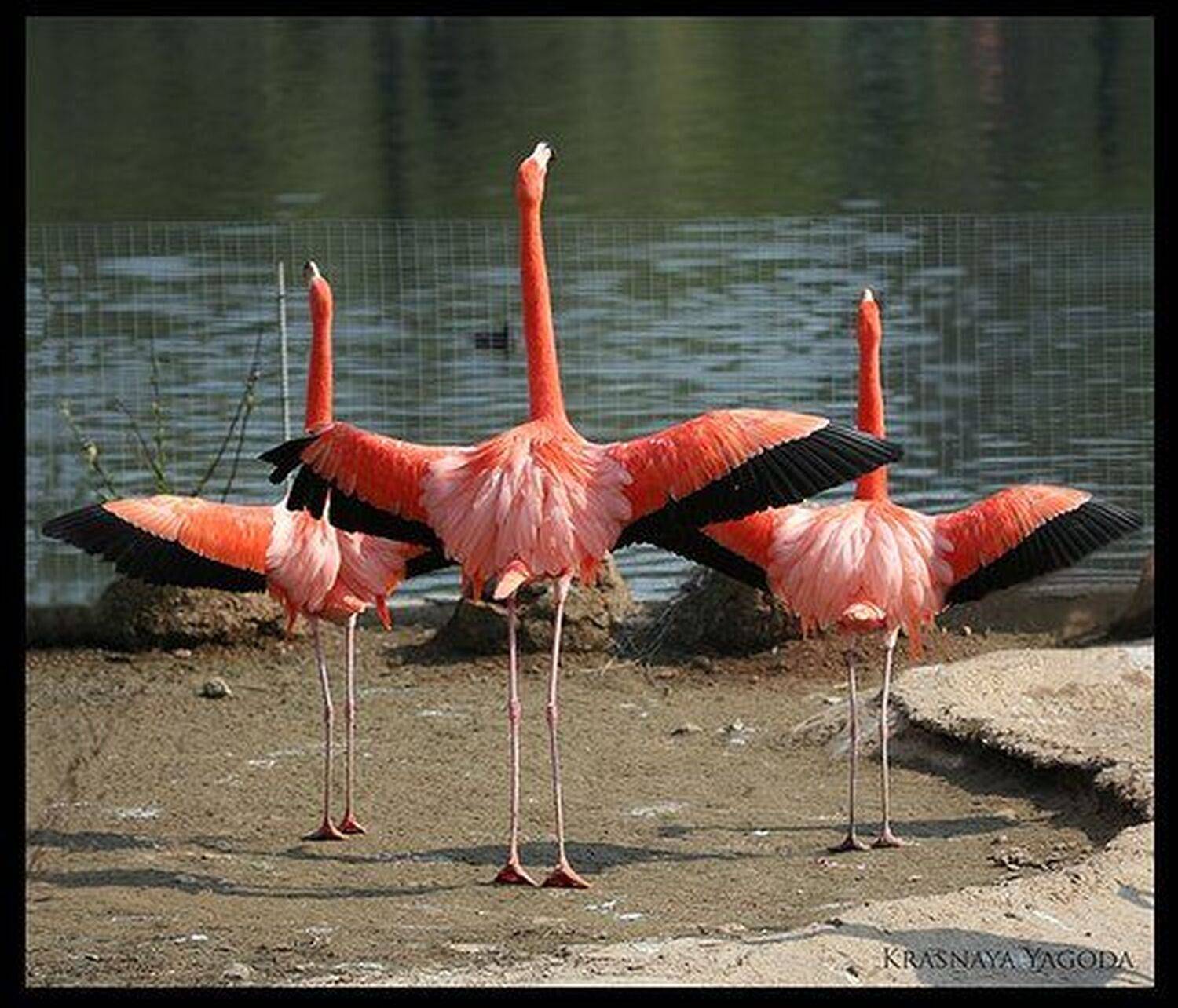 фламинго, птица,зарядка, Irina Fedina
